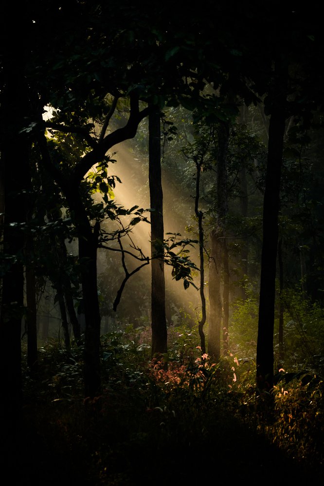 Photograph by Rana Bose