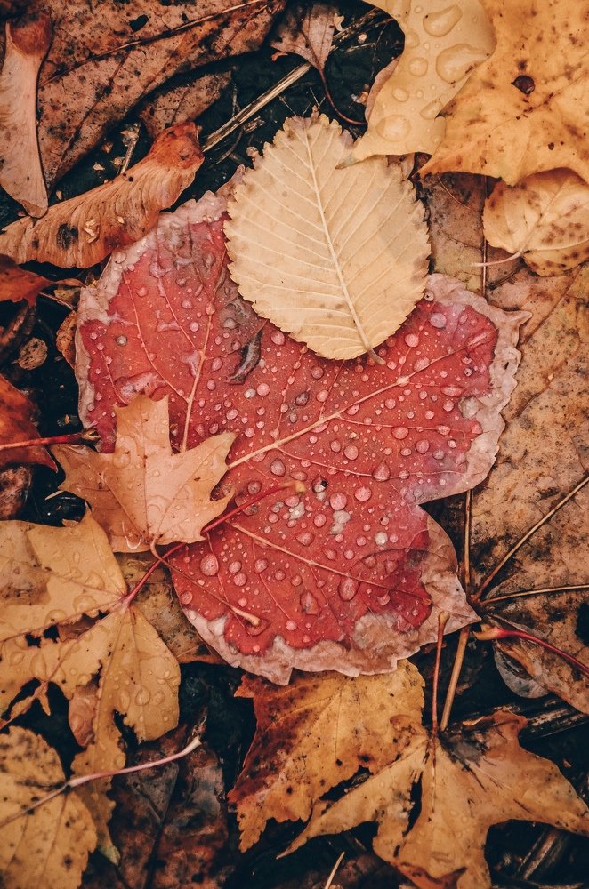 Photograph by Ольга Мукина