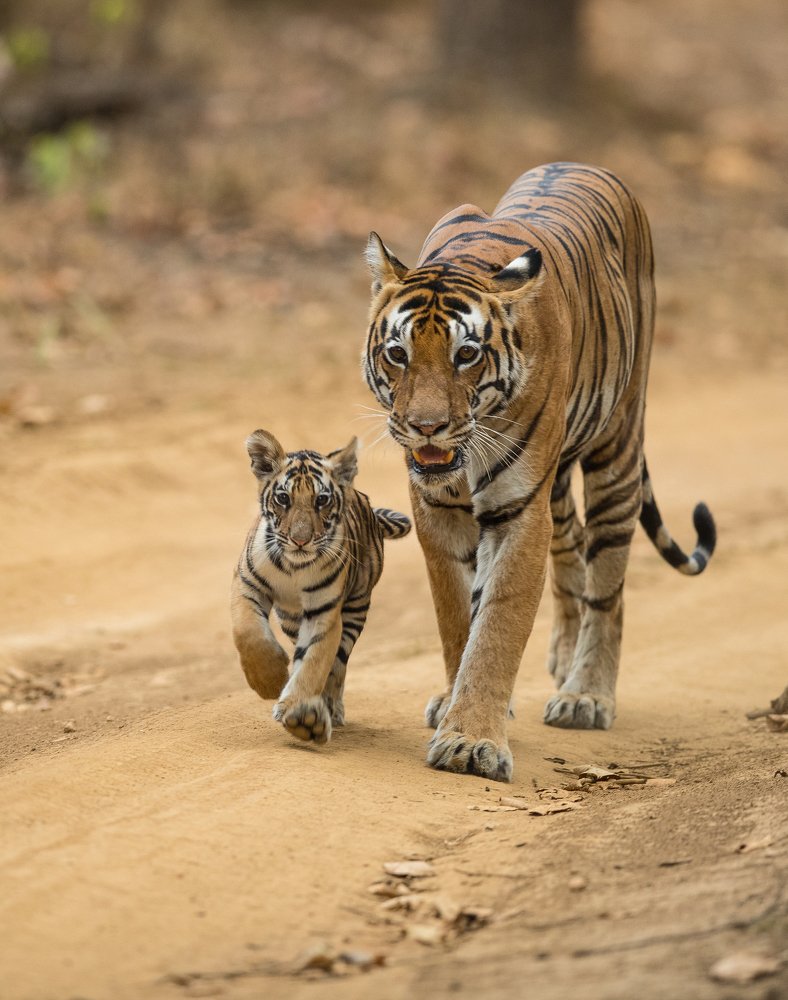 Photograph by Rana Bose