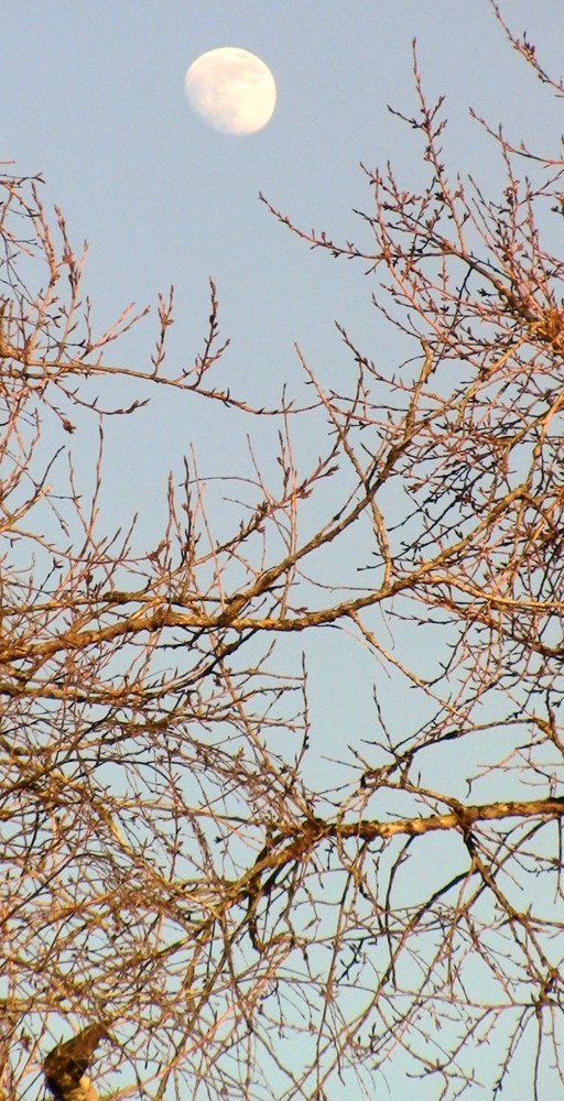 Белая ночь.