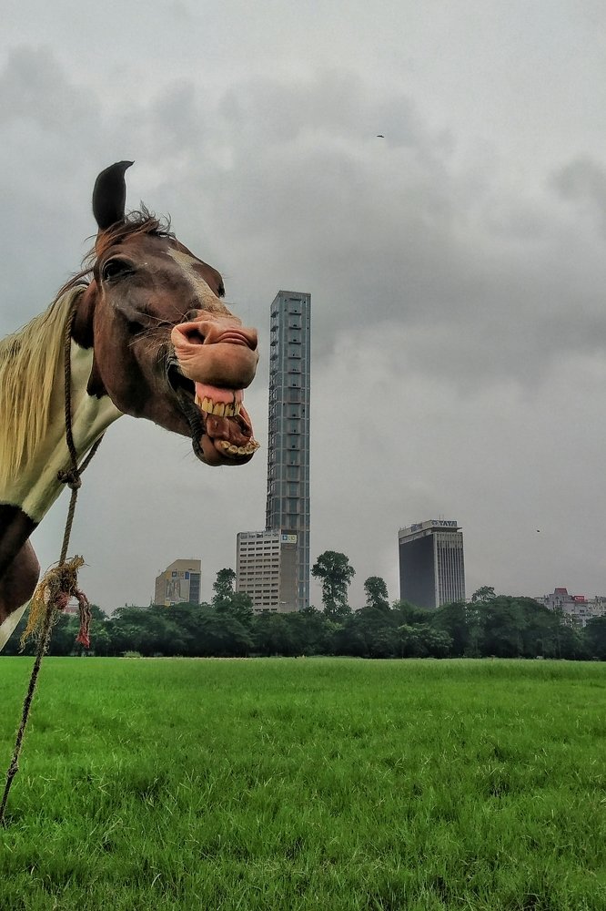 Photograph by Subrata Parui