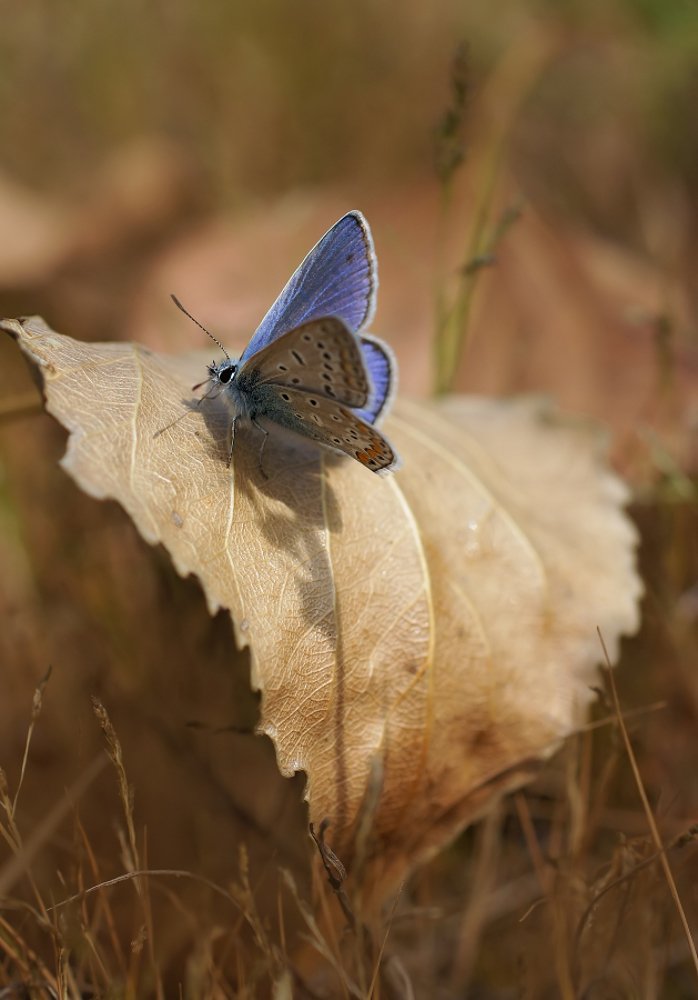 Photograph by Чепленко Алексей