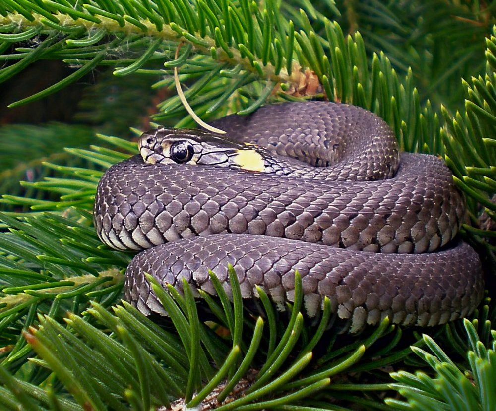 Фотография автора Роман Савоцкий