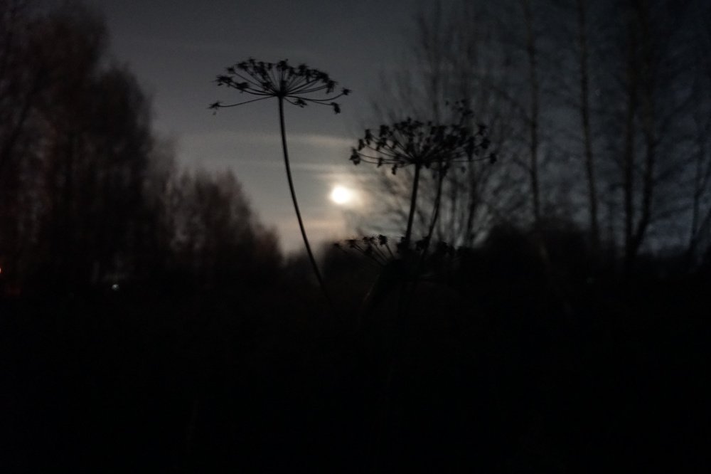 Photograph by Алеся Писнова