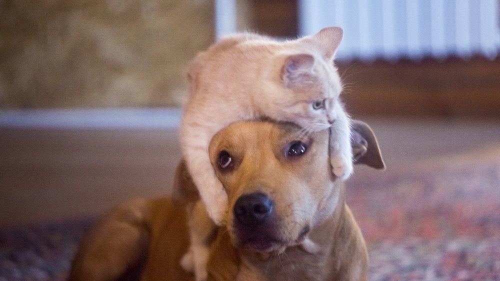 Фотография автора Степан Давыдов