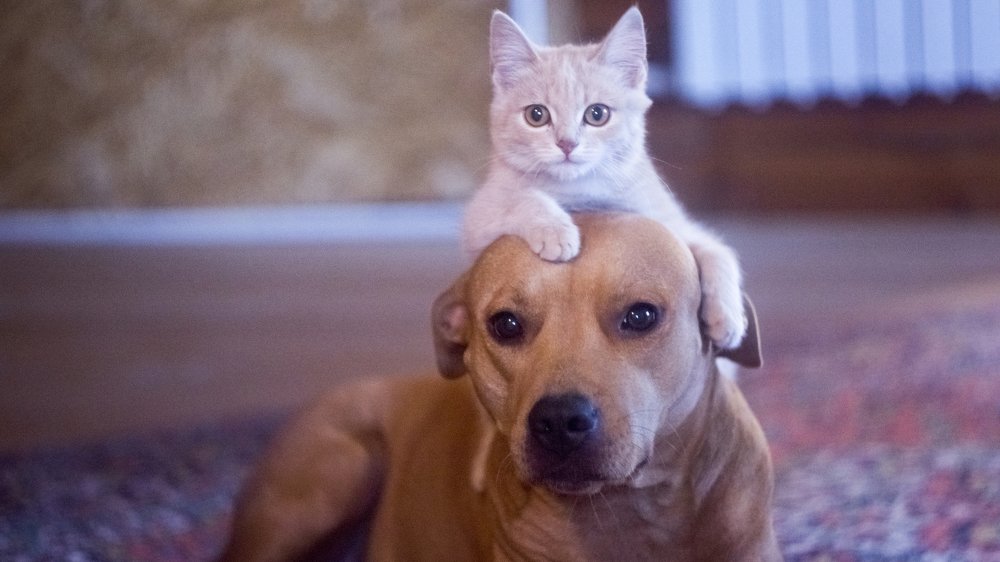 Фотография автора Степан Давыдов