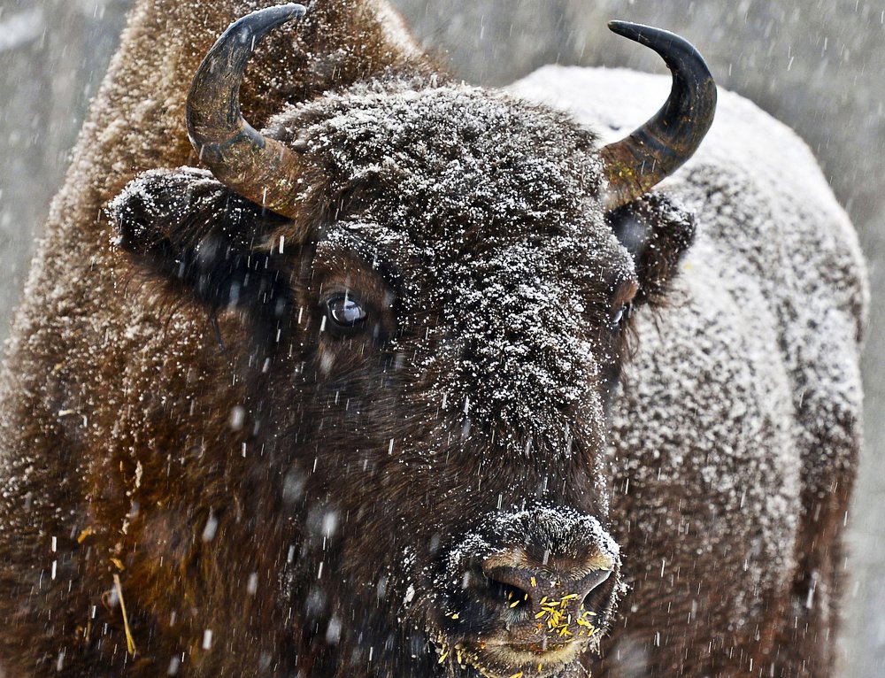 Фотоохота на зубра