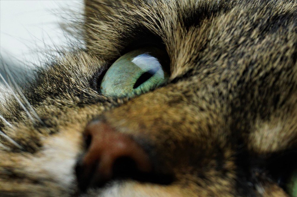 Photograph by Алеся Писнова