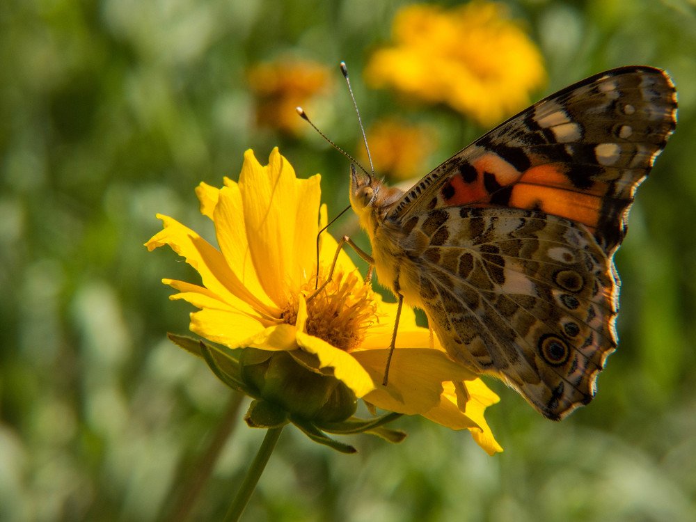 Хрупкая красавица.