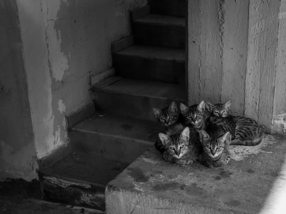 Photograph by Георгий Акопджанов