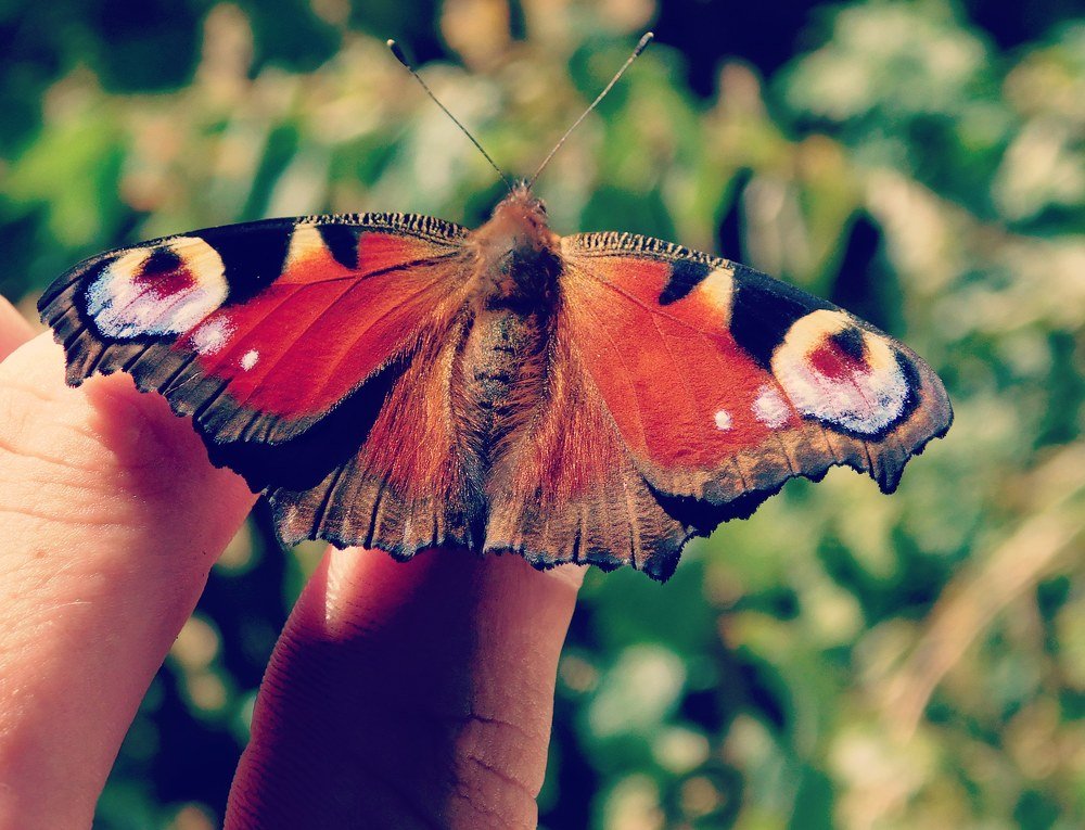 Бабочка!
