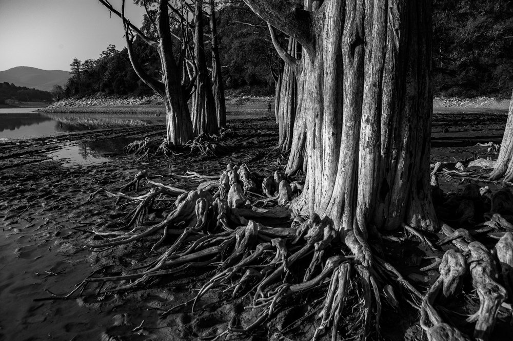 Цепляясь корнями за жизнь