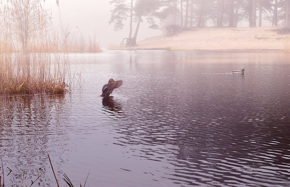 Photograph by Светлана Ковалёнок