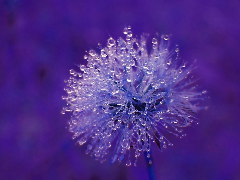 Photograph by Светлана Ковалёнок