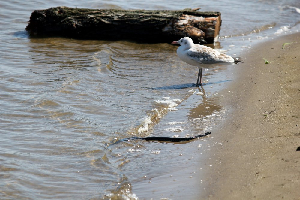 Photograph by Александр Бугаенко