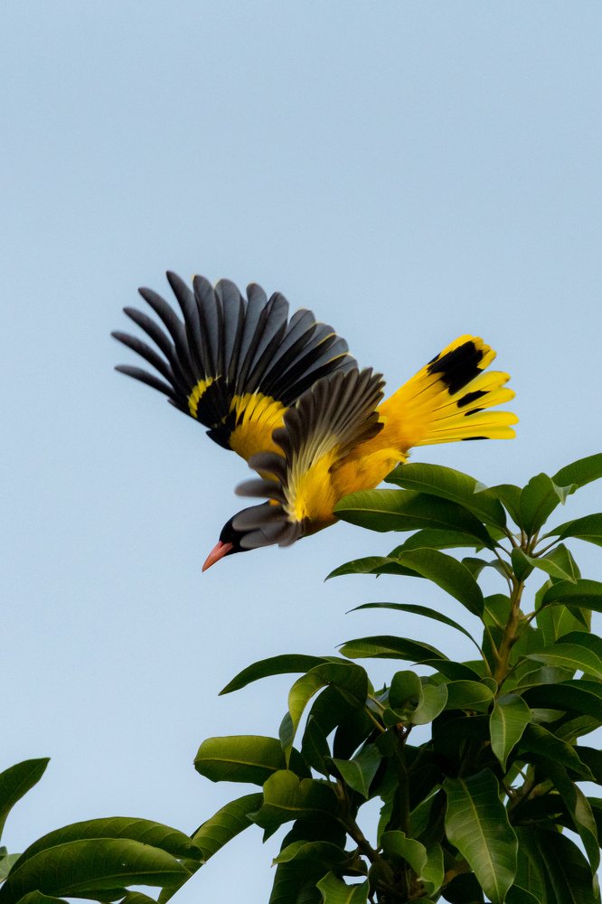 The Black-hooded Oriole