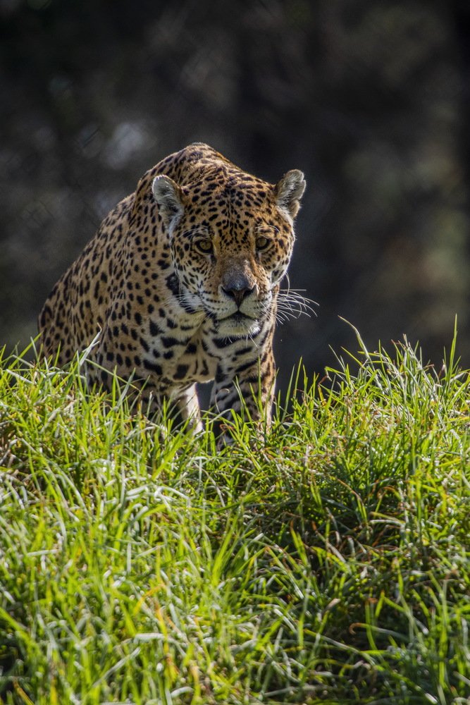 Photograph by Fayez Alnaqbi