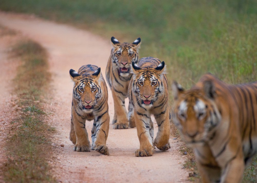 Photograph by Sunil Manikkath