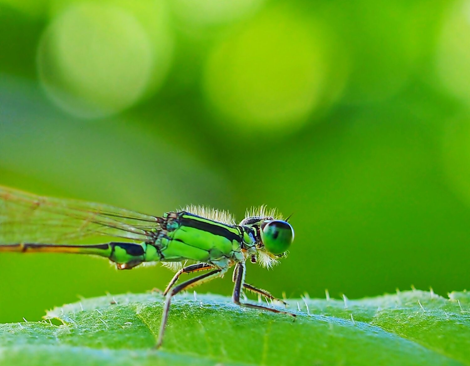 Fly