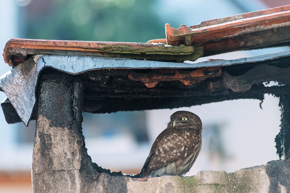 Photograph by Анатолий Гузенко