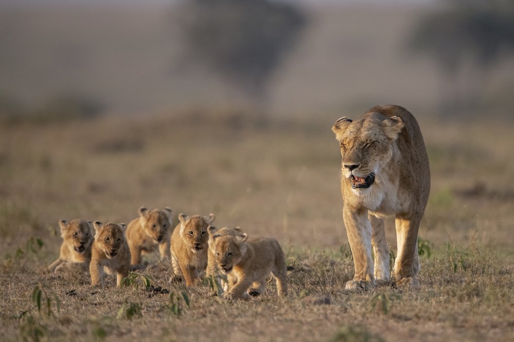 Relocating with her cubs