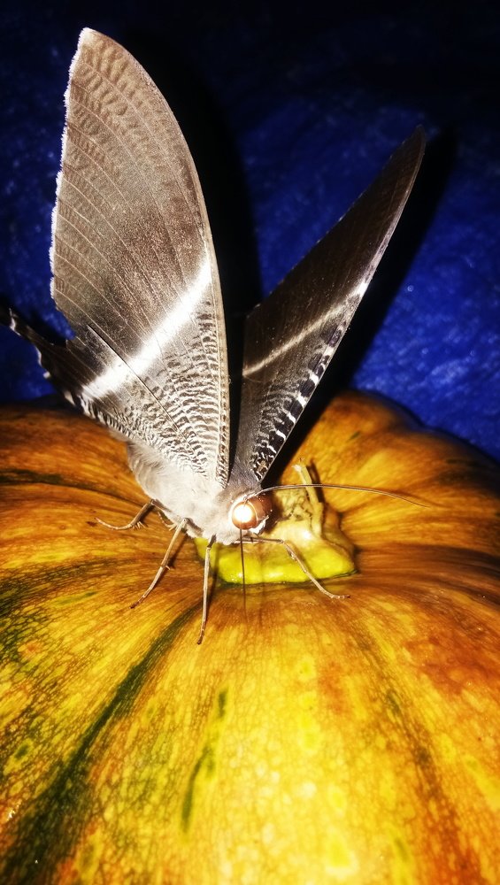 butterfly above the pumpkin