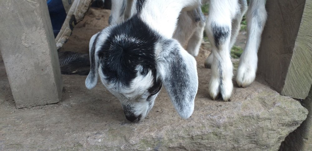 A baby goat