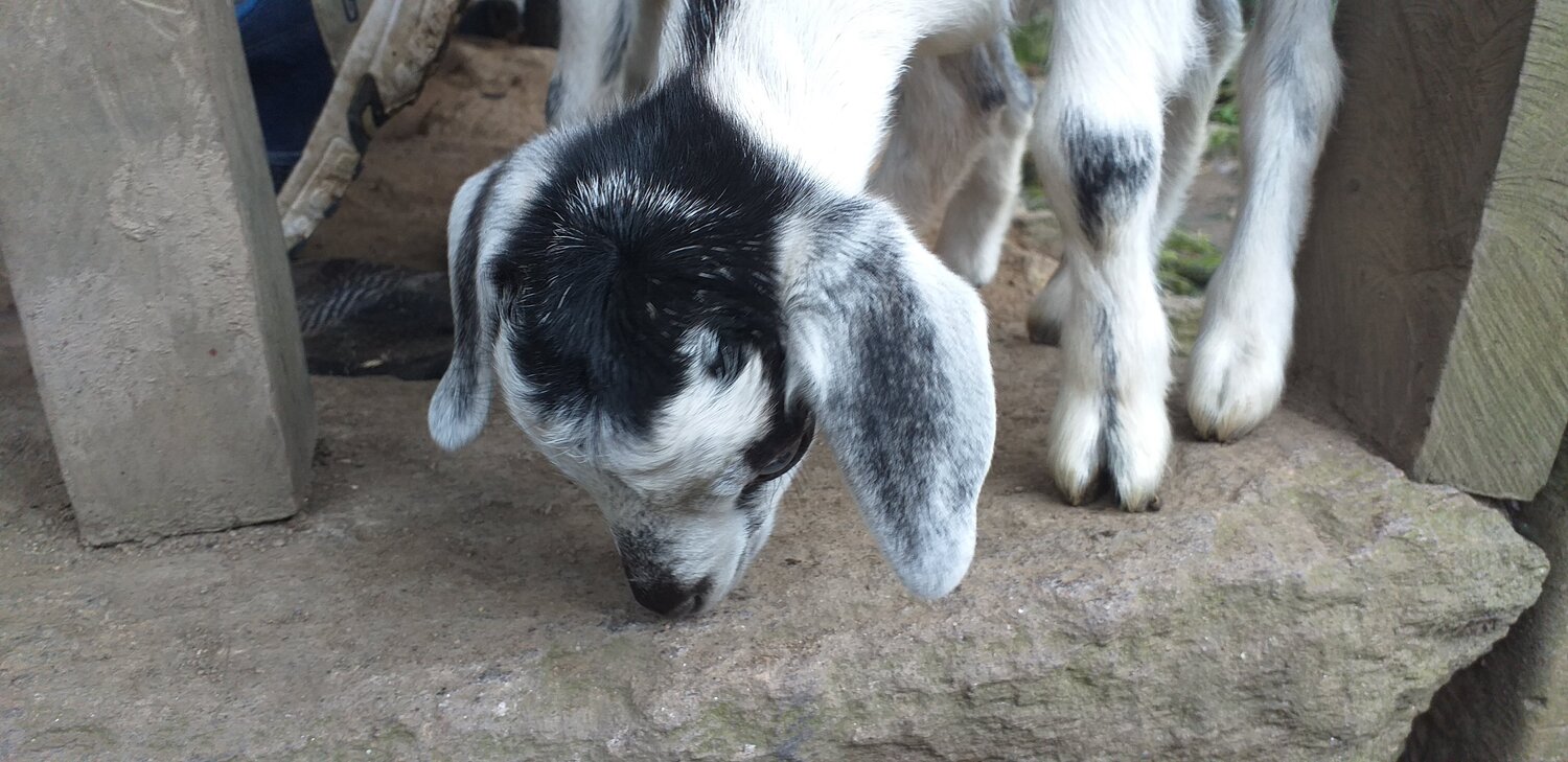 A baby goat