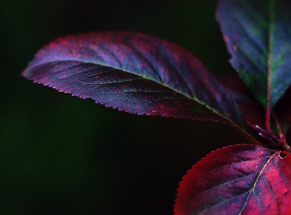 Photograph by victoria chaikova