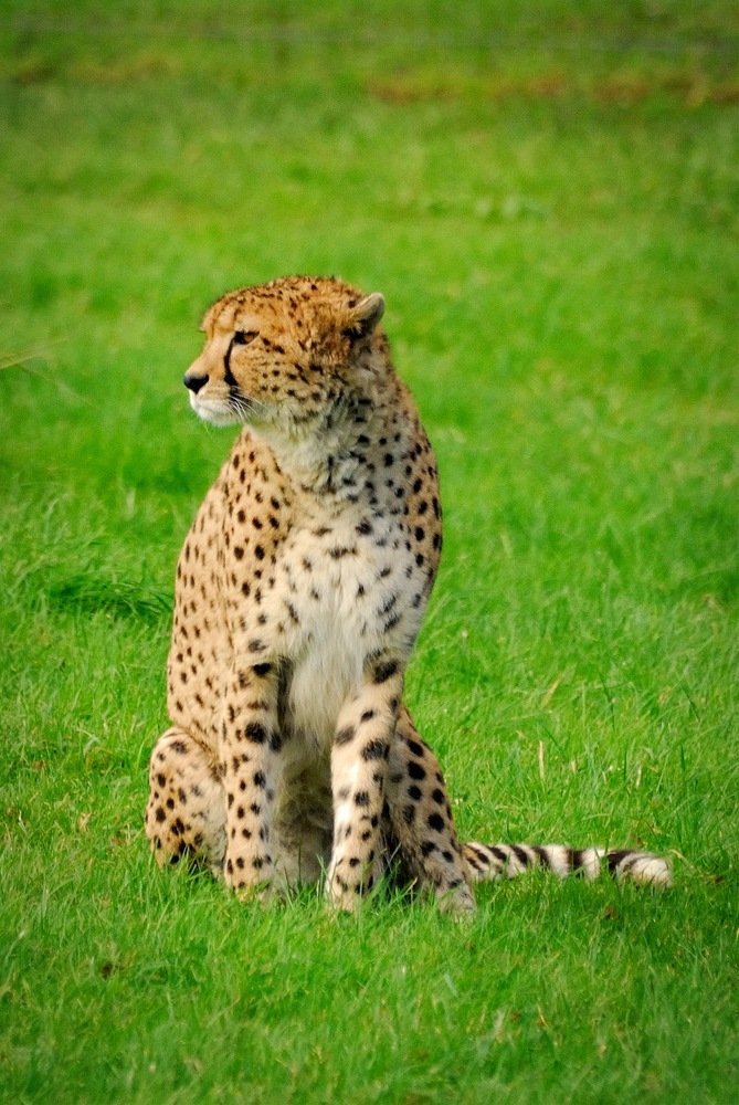 Фотография автора Teglaş Marin