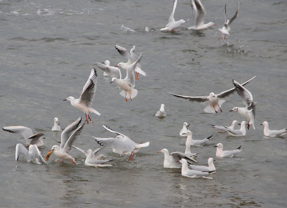 Photograph by иван антоненко