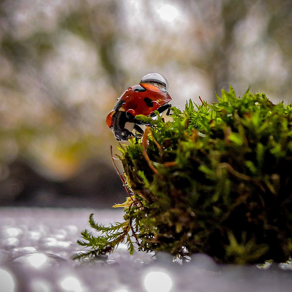 Photograph by СВЕТЛАНА