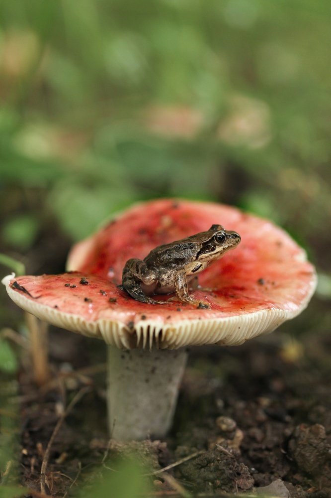 Photograph by Наталья Гайдукевич