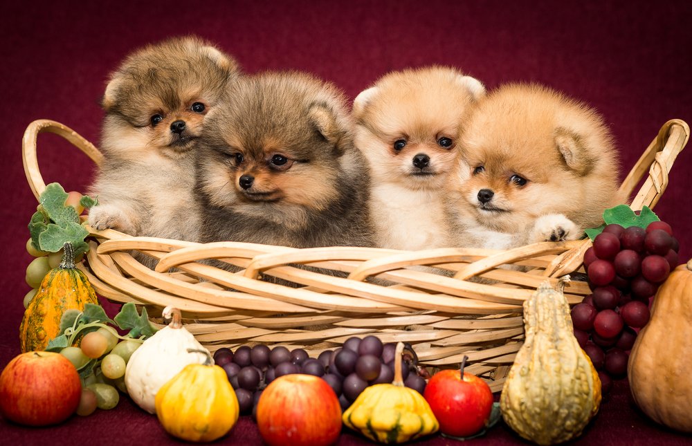 Photograph by Светлана Ткач