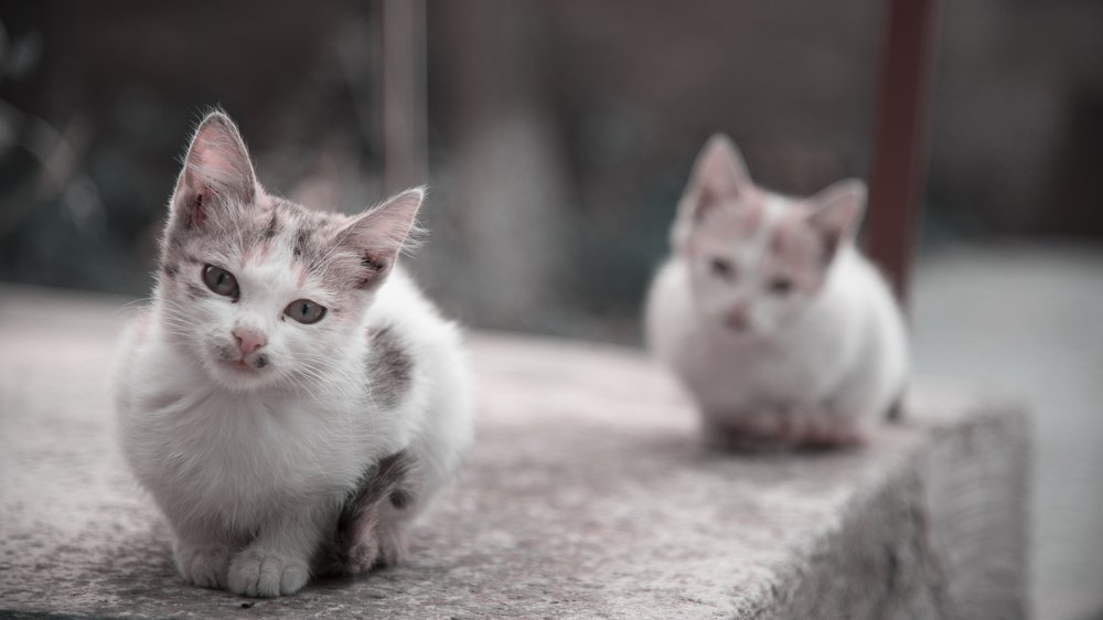 Photograph by Vahe Mesropyan