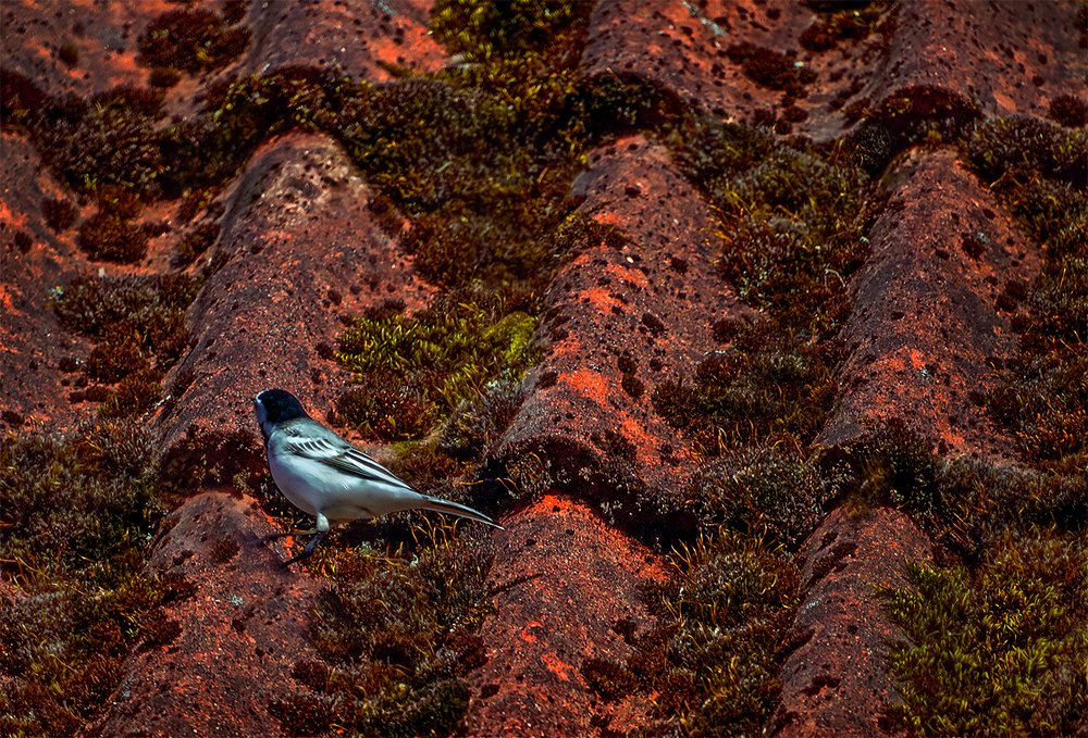 На крыше дома моего.