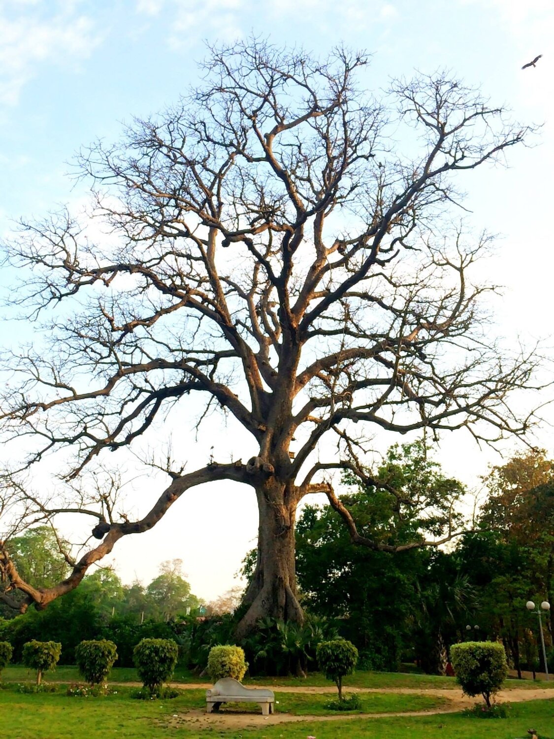 Miracle of Nature