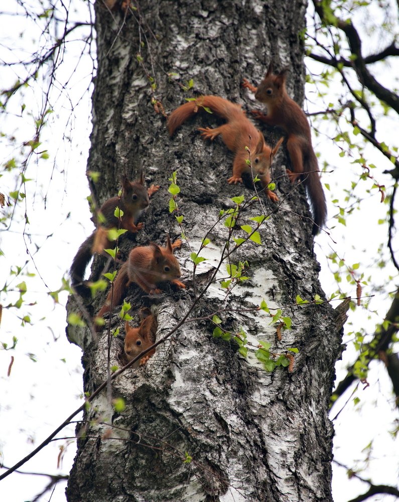 Photograph by Владимир Брагилевский
