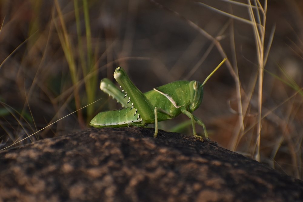 Photograph by Trishanu Chatterjee