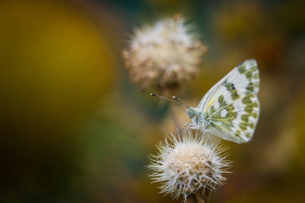 Photograph by Эдуард Масленников