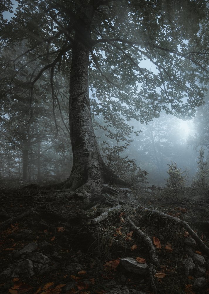 The cold white light ...