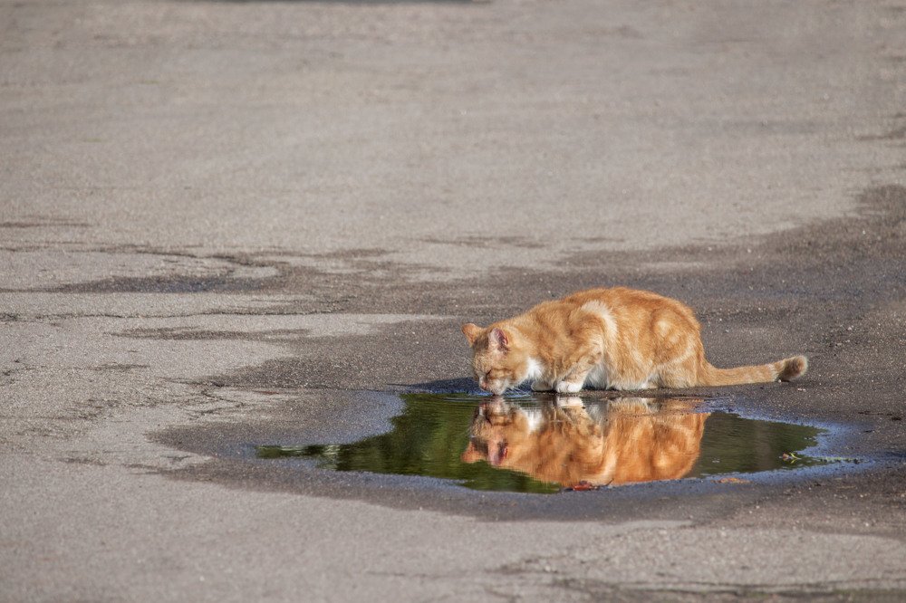 Photograph by Arta Joma