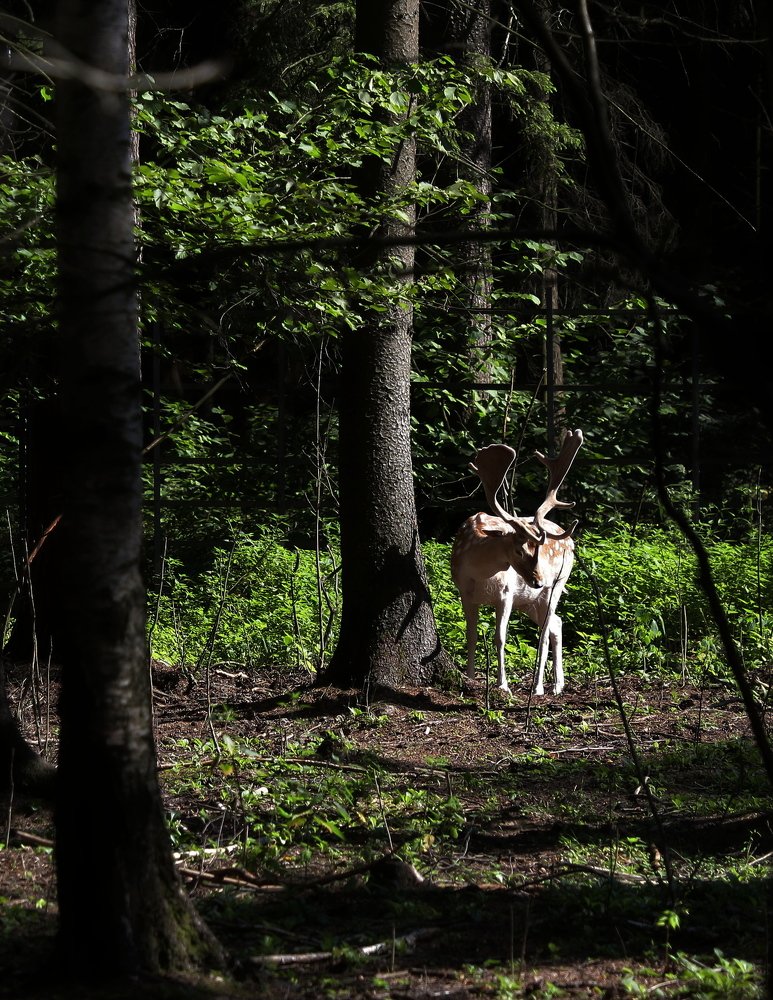 Photograph by Владимир Васильев