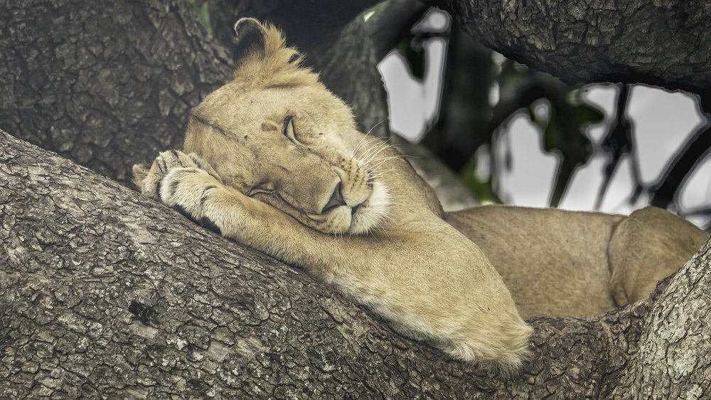 Photograph by Soumen Ghosh