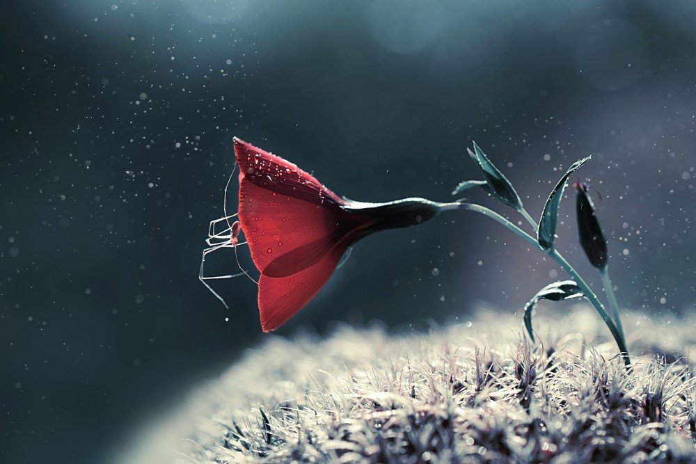 Photograph by Лапшина Владлена