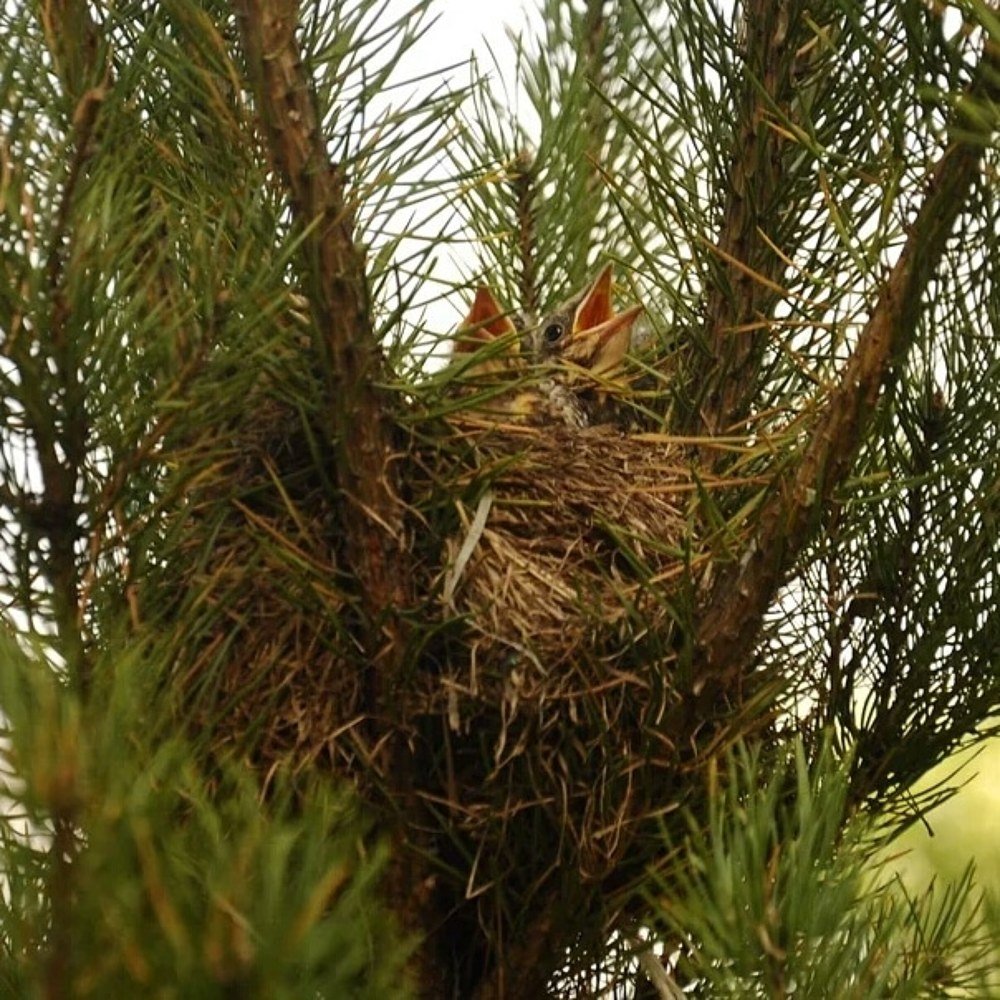 Photograph by Антонина Копытина