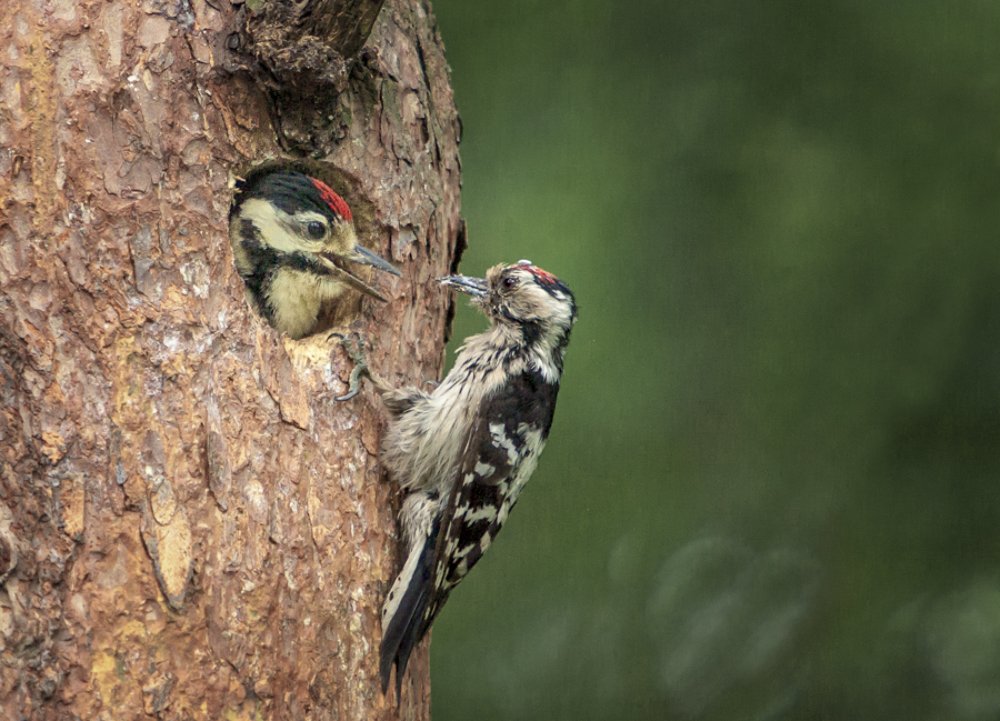 Маленький помощник