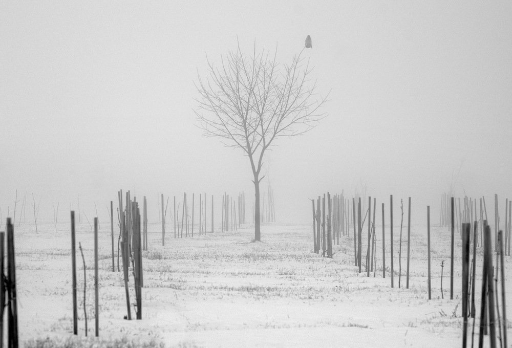 Photograph by Сергей Шляга