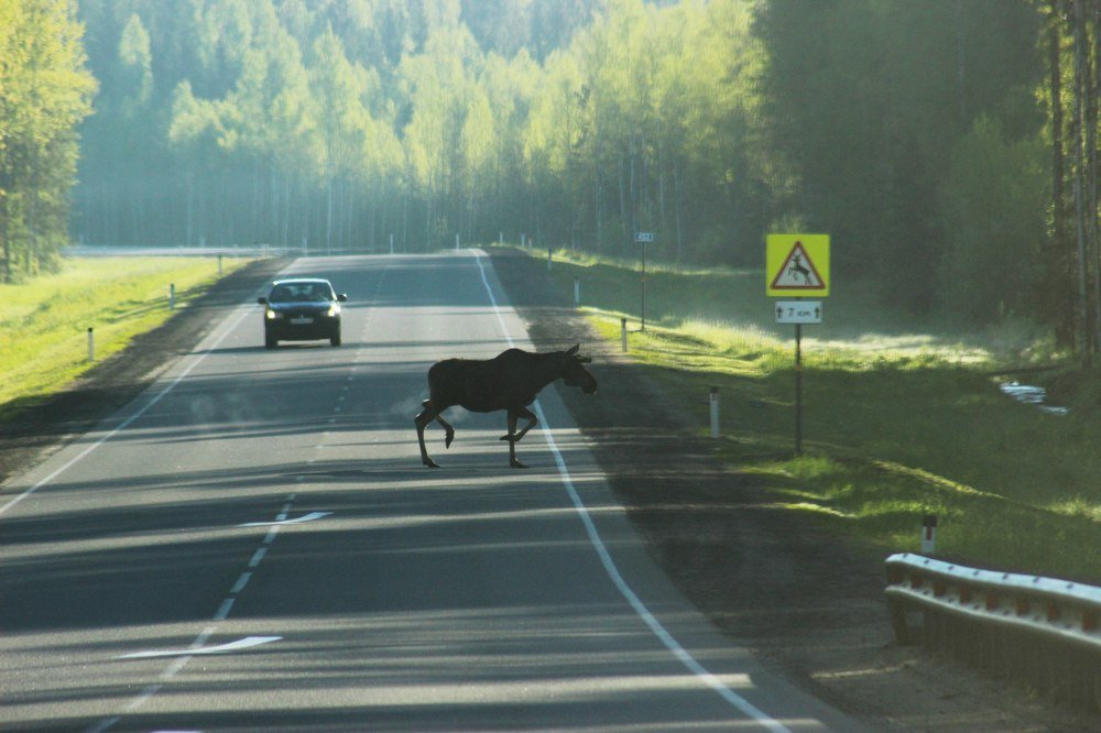 Правильный пешеход