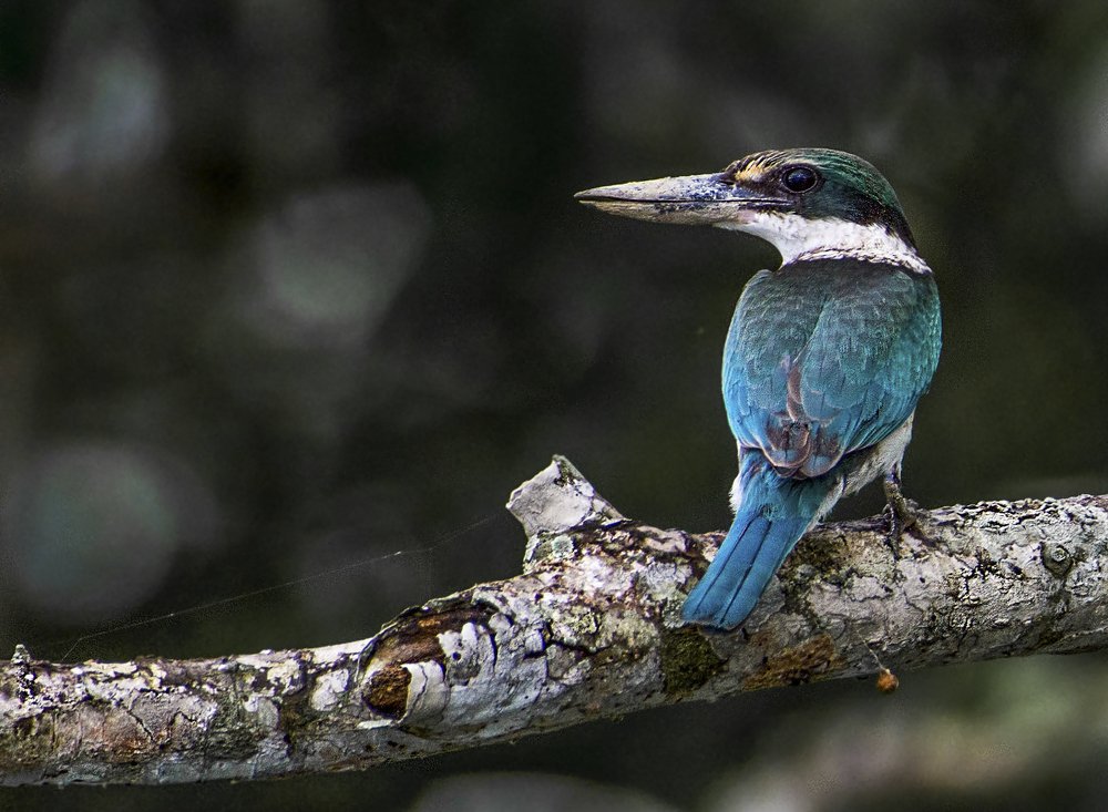 Photograph by Rahuldeb Bhattacharya